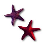 морские звезды 71,5KB